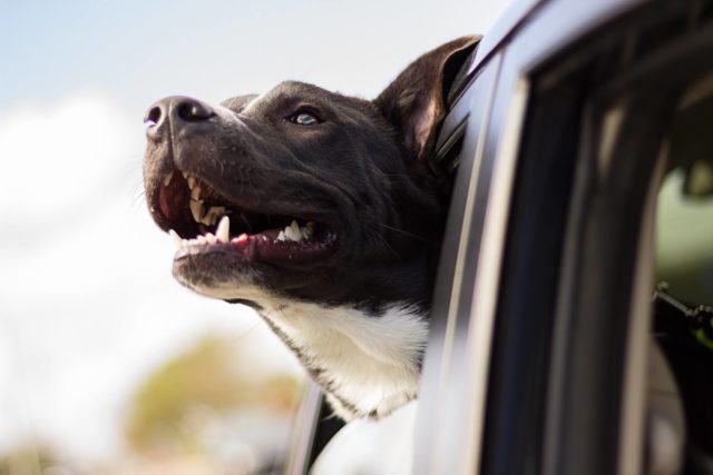 Belloday – Die neue Hunde Suchmaschine Belloday – Die neue Hunde Suchmaschine