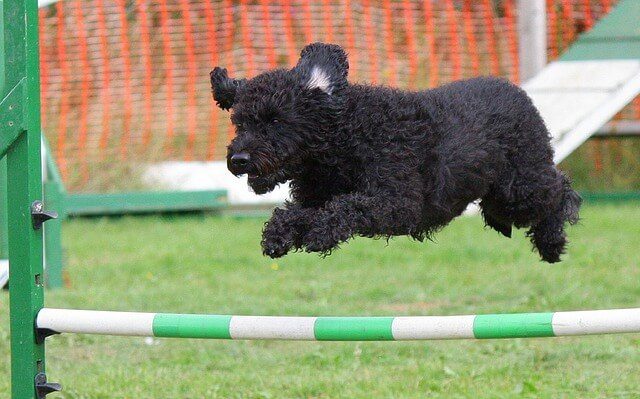 Gute Hundeschule finden mit Belloday